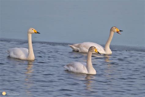 httyu|Hattyúk – Wikipédia.
